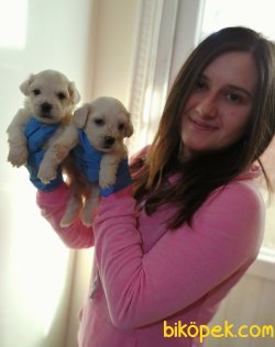 Bembeyaz Maltese Terrier Yavrularımız 1