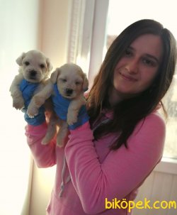 Bembeyaz Maltese Terrier Yavrularımız 4