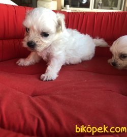 Bembeyaz Maltese Terrier Yavrularımız 2