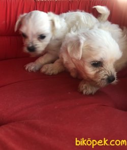 Bembeyaz Maltese Terrier Yavrularımız 3