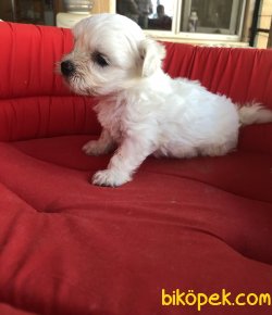Bembeyaz Maltese Terrier Yavrularımız 5