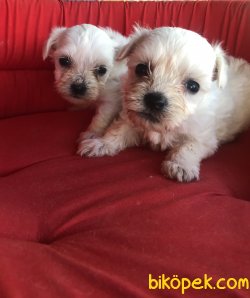 Bembeyaz Maltese Terrier Yavrularımız 1
