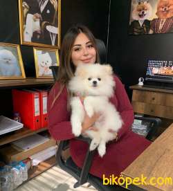 BEMBEYAZ RENKLİ İHTİŞAMLI TÜYÜ İLE SAFKAN POMERANİAN BOOLAR 1
