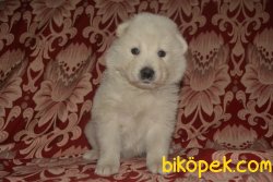 Bembeyaz Samoyed Yavrularımız 1