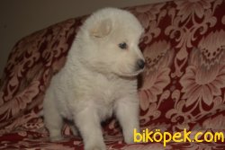 Bembeyaz Samoyed Yavrularımız 2