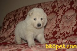 Bembeyaz Samoyed Yavrularımız 3