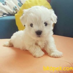 BEMBEYAZ SIFIR NUMARA MALTESE TERRİER YAVRULARI 2