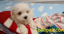 BEMBEYAZ SIFIR NUMARA MALTESE TERRİER YAVRULARI 3