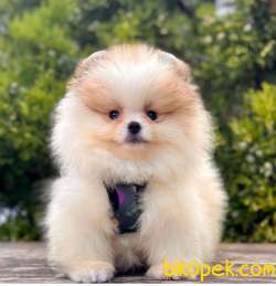 Ben Senin Evin  Neşesi Pomeranian 3