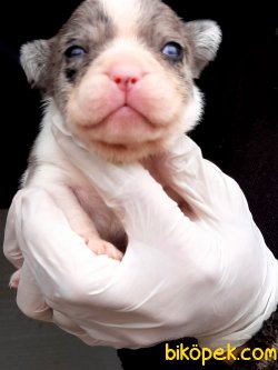 Beneklı Blue Merley French Bulldog Yavrularımız 2