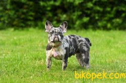 Beneklı Blue Merley French Bulldog Yavrularımız 1