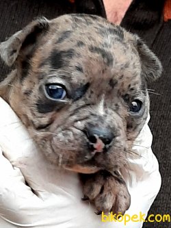 Benekli Frenc Buldog Blue Marley 3