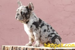 BENEKLI Frenc Buldog Blue MarleY 2