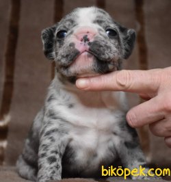 BENEKLI Frenc Buldog Blue MarleY 5