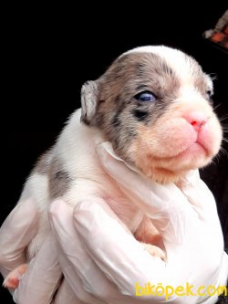 Beneklı Frenc Buldog Blue Marley Yavruları 2