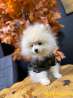 A Kalite Pomeranian Yavrularımız 2