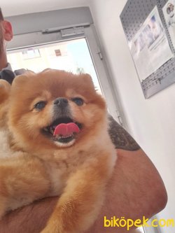 A Kalite Pomeranian Yavrularımız 3
