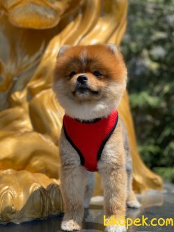 A Kalite Pomeranian Yavrularımız 1