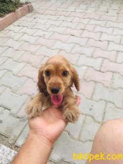 Benim Adım Şila 3 Aylık Sevimli Bir Kızım :) 1
