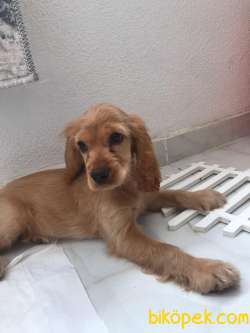 Benim Adım Şila 3 Aylık Sevimli Bir Kızım :) 3