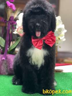BERNADOODLE YAVRULARIMIZ 1