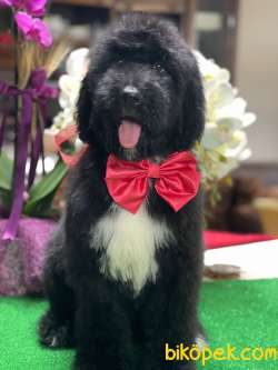 BERNADOODLE YAVRULARIMIZ 2