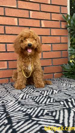 BERNEDOODLE. GOLDENDOODLE DOODLE YAVRULAR 3