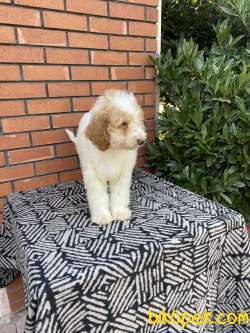 BERNEDOODLE. GOLDENDOODLE DOODLE YAVRULAR 2