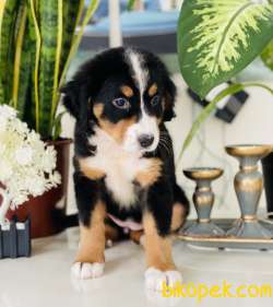 BERNES MONTUAN DOG / FCI EXPORT / MiCROCHİP 5