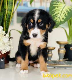 BERNES MONTUAN DOG / FCI EXPORT / MiCROCHİP 3