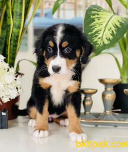 BERNES MONTUAN DOG / FCI EXPORT / MiCROCHİP 2