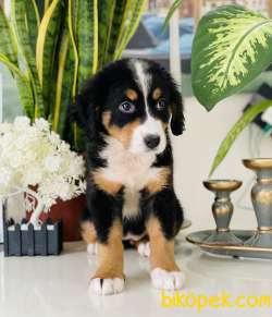 BERNES MONTUAN DOG / FCI EXPORT / MiCROCHİP 1