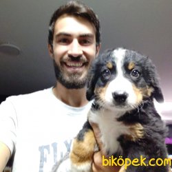 Bernese Dağ Köpeği 4