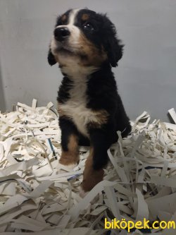 Bernese Dağ Köpeği 3
