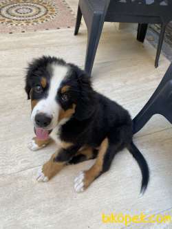Bernese Dağ Köpeği Safkan A Kalite 1