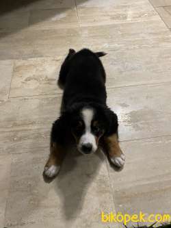 Bernese Dağ Köpeği Safkan A Kalite 5