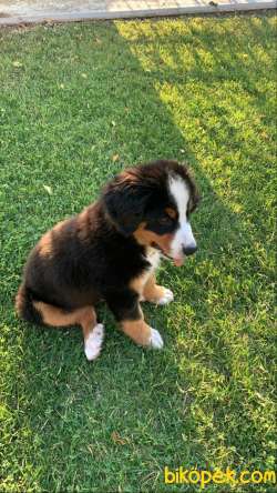 Bernese Dağ Köpeği Safkan A Kalite 2
