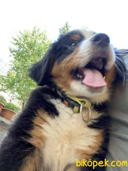 Bernese Dağ Köpeği Safkan A Kalite 3