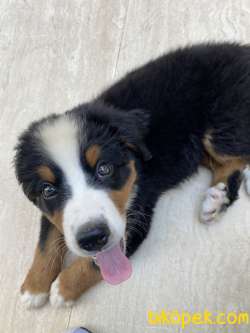 Bernese Dağ Köpeği Safkan A Kalite 4