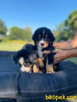 BERNESE DOG MOUNTAİN 2