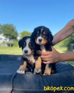 BERNESE DOG MOUNTAİN 1