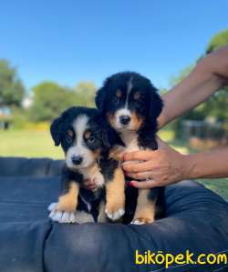 BERNESE DOG MOUNTAİN 3