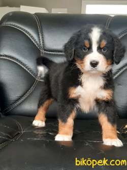 Bernese Moıntaın Dog Yavruları 1