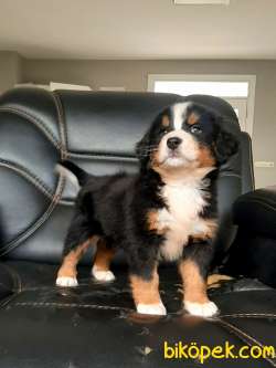 Bernese Moıntaın Dog Yavruları 2