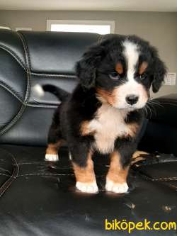 Bernese Moıntaın Dog Yavruları 3