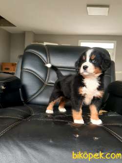 Bernese Moıntaın Dog Yavruları 5