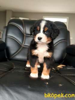 Bernese Moıntaın Dog Yavruları 4
