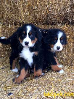 Bernese Moıntaın Dog Yavruları 4