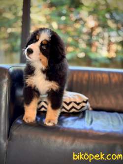 Bernese Moıntaın Dog Yavruları 4
