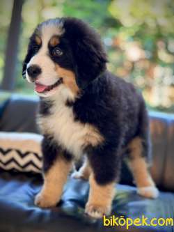 Bernese Moıntaın Dog Yavruları 2